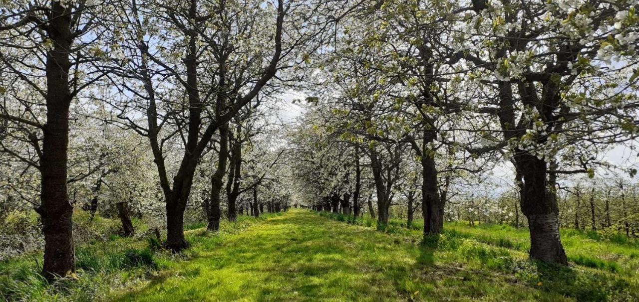 Ferienwohnung Bluetenblick Bachenbrock Zewnętrze zdjęcie